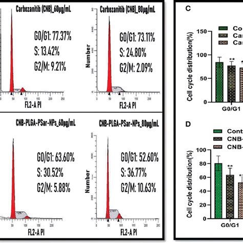 Image result for Combination Cell Cycle Cell Proliferation Flow Cytometry