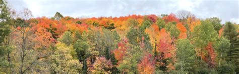 Image result for Trees with Beautiful Fall Color