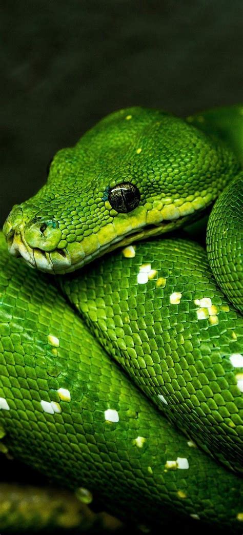 Image result for Python Snake Wallpaper