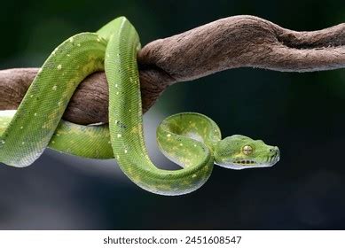 Image result for Green Tree Python Jaw