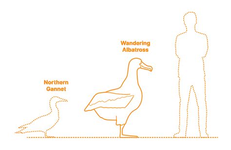 Image result for Wandering Albatross Compared to Human