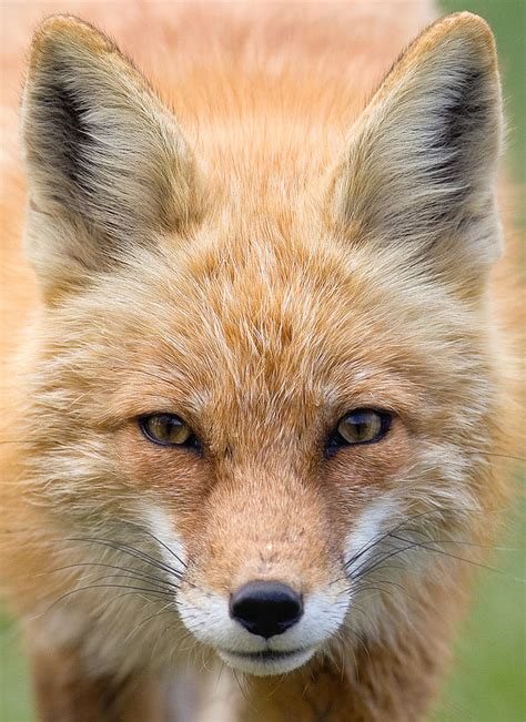 Image result for Fox Pool Cover YouTube