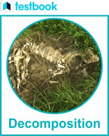 Afbeeldingsresultaten voor Decomposition Chemical Process