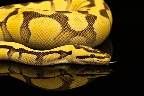 Image result for Cute Animated Ball Python Computer Backgrounds