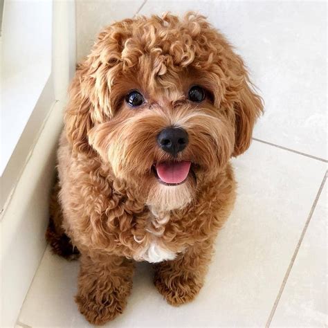 Cavapoo Puppies Breeders に対する画像結果