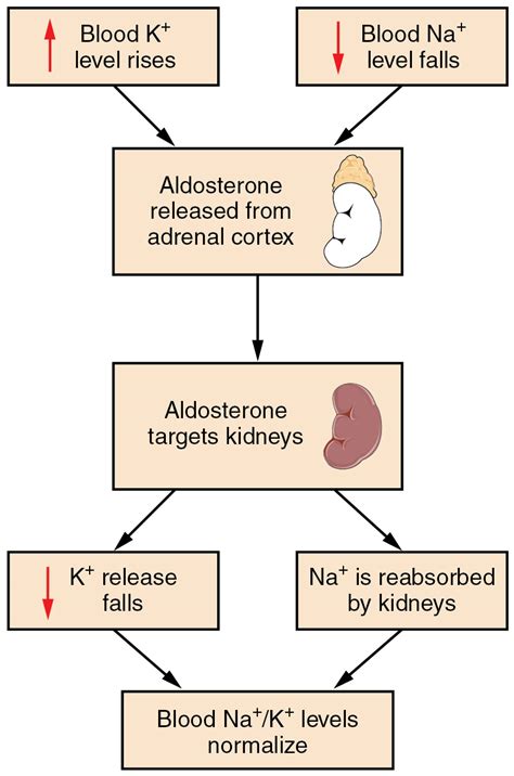 Image result for Aldosterone Dehydration