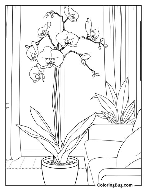 Image result for Orchid Flower Coloring Pages