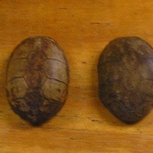 Image result for Multigrain Turtle Shells