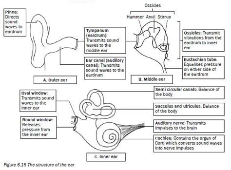 Toradh íomhá ar Life Sciences Grade 12 the Human Ear