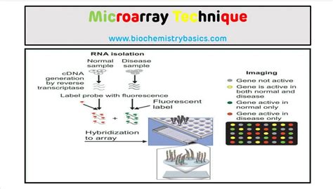 Image result for Microarray Technique