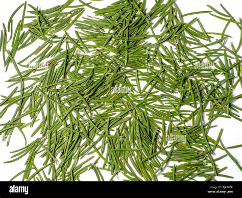 Image result for Christmas Tree Needles No Background