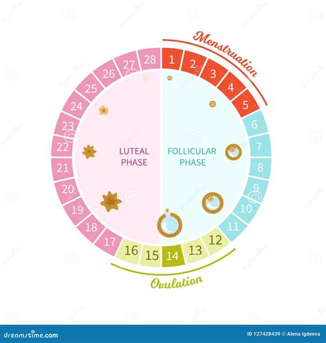 Maturation Cycle に対する画像結果