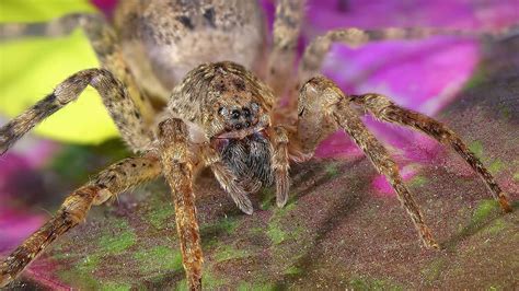 Image result for Huntsman Spider Arizona