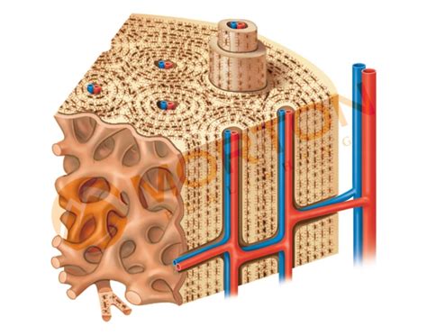 Compact Bone Labeling Worksheets に対する画像結果