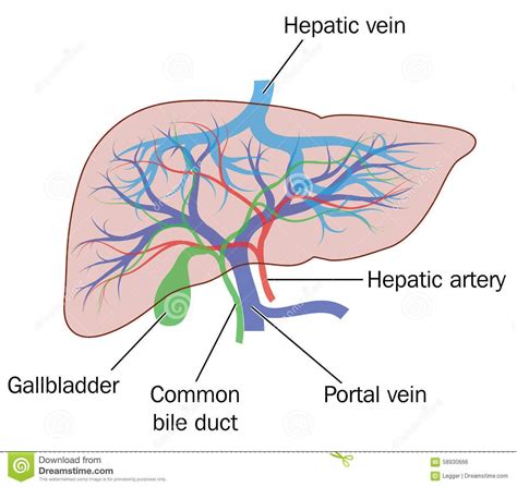 Hepatic Arterial Blood Flow に対する画像結果
