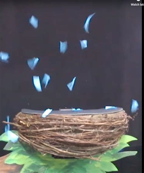 Bird Exploding に対する画像結果