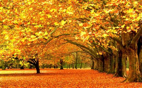 Image result for Fall Trees