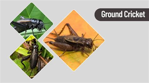 23 Common Types of Crickets (Insects): Identification With Images