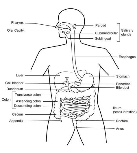 Digestive System Basic Diagram Answer Key に対する画像結果