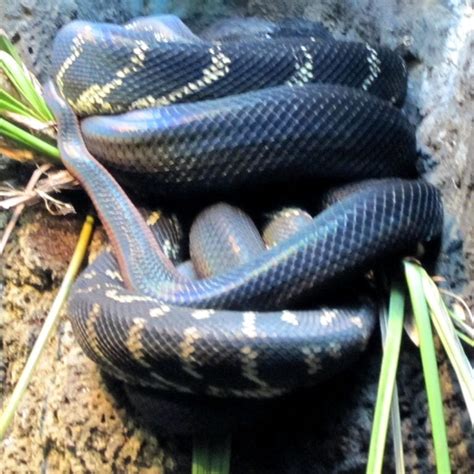 Afbeeldingsresultaten voor Boliens Python