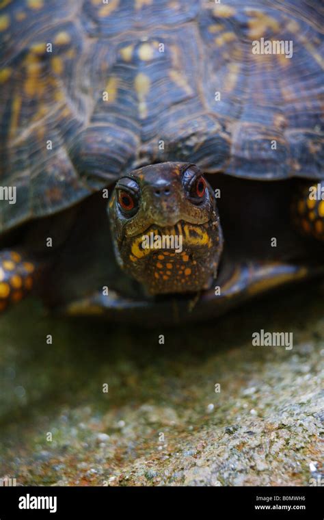 Résultat d’images pour Box Turtle Side View