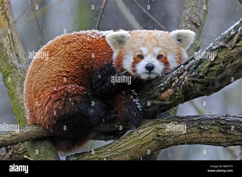 Lesser Panda に対する画像結果