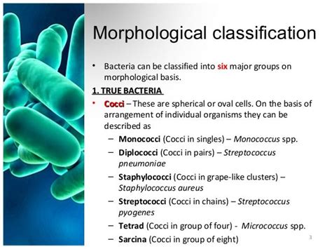 Image result for Bacteria Classification Chart