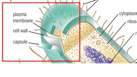 Afbeeldingsresultaten voor Microbial Cell Structure