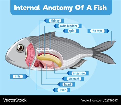 Discus Fish Internal Organs に対する画像結果