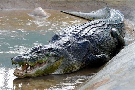Image result for Biggest Crocodile in the Wild