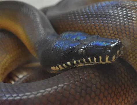 Image result for What Is the Rarest Python Type