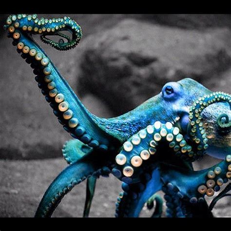 Image result for Blue Ray Octopus