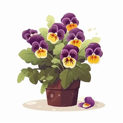 Image result for Pansy Shell Vector