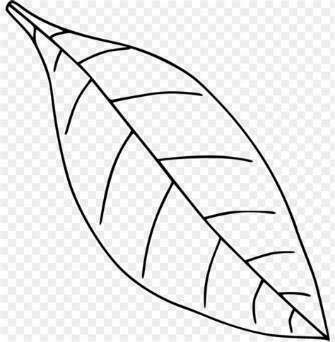 Image result for Simple Leaf Drawing Transparent Background