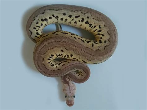 Super Phantom Red Axanthic Ball Python に対する画像結果