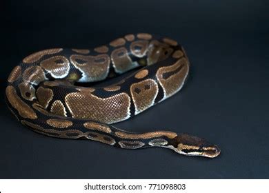 Image result for Normal Royal Python White Background