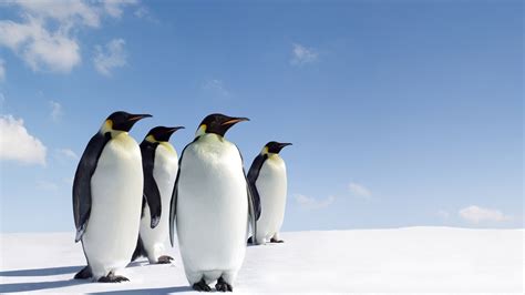 Image result for Linux Penguin Windows