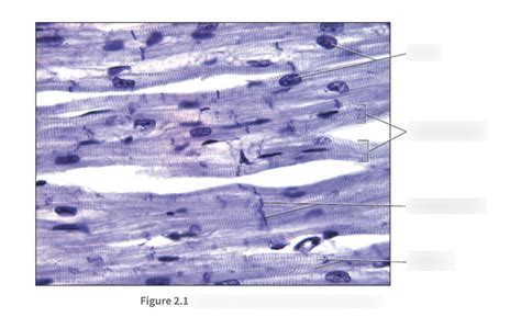 Image result for Cardiac Muscle Tissue Cells Diagram