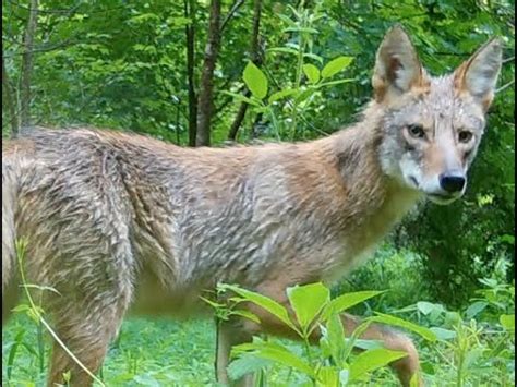 Afbeeldingsresultaten voor Trail Camera Pick Up