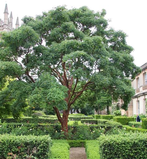 Paperbark Maple Tree Problems に対する画像結果
