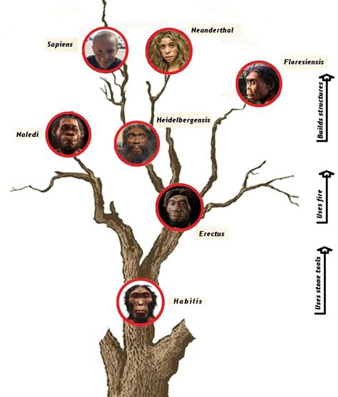 Image result for Human Evolution Tree