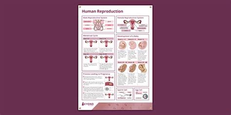 Image result for Human Reproduction Live Study