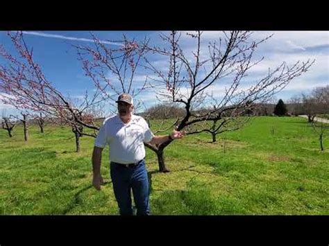 Image result for Homemade Peach Tree Spray