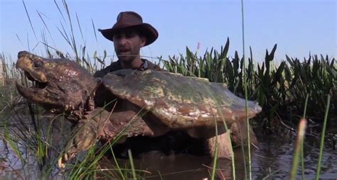 Super Rare Alligator Snapping Turtle に対する画像結果