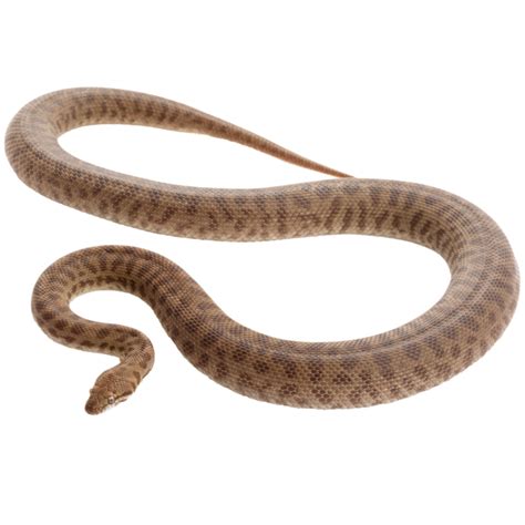 Image result for Stimson's Python