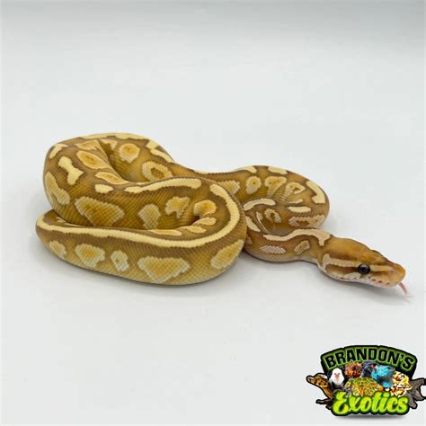 Banana Butter Lesser Ball Python に対する画像結果