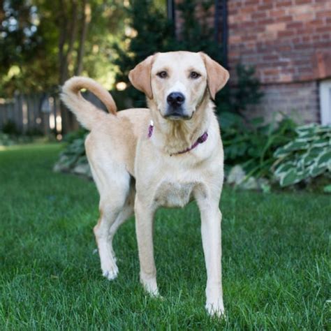 Image result for Yellow Lab Rescue