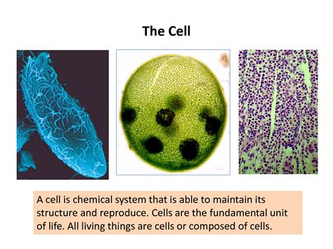 Afbeeldingsresultaten voor Microbial Cell Structure