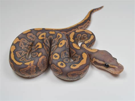 FireMon Ball Python に対する画像結果