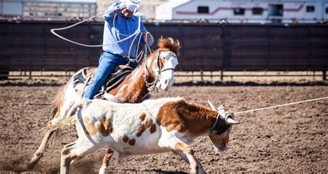Image result for Rodeo Roping